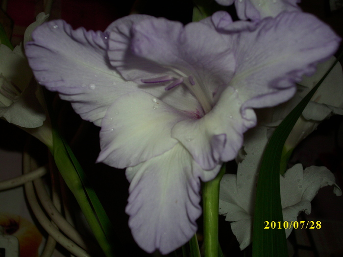 DSCI0880 - gladiole 2010