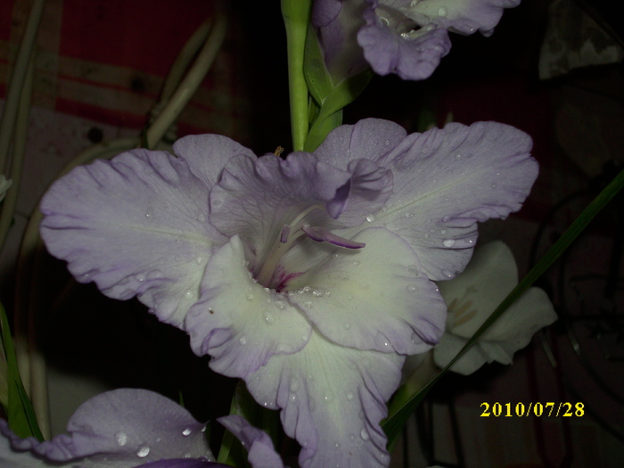 DSCI0882 - gladiole 2010