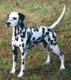 Dalmatian - Dalmatian