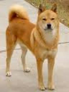 Jindo - Jindo - cainele coreean