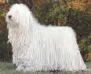 Komondor