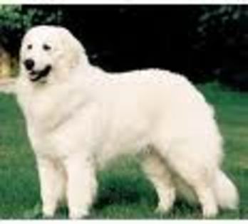 Kuvasz - Kuvasz