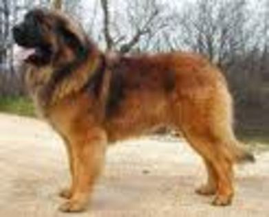 Leonberger - Leonberger