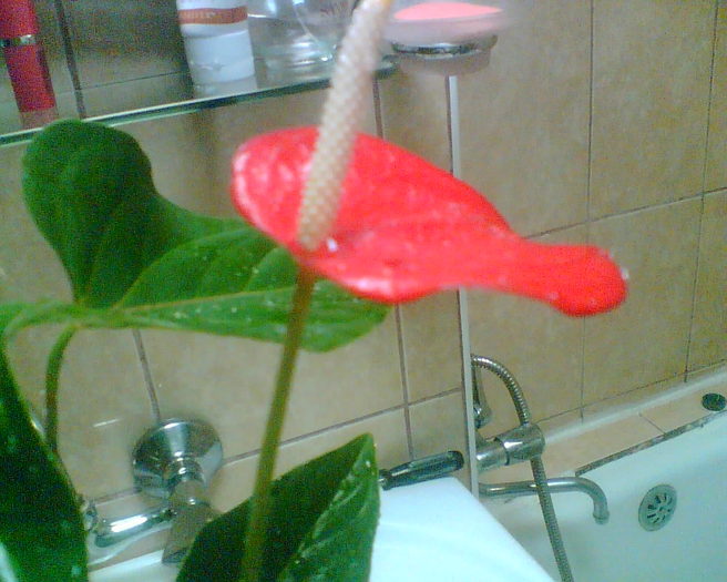 ANTHURIUM(MULTUMESC,CAMY) - Florile mele