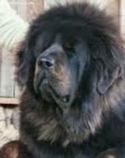 Mastiff Tibetan - Mastiff Tibetan