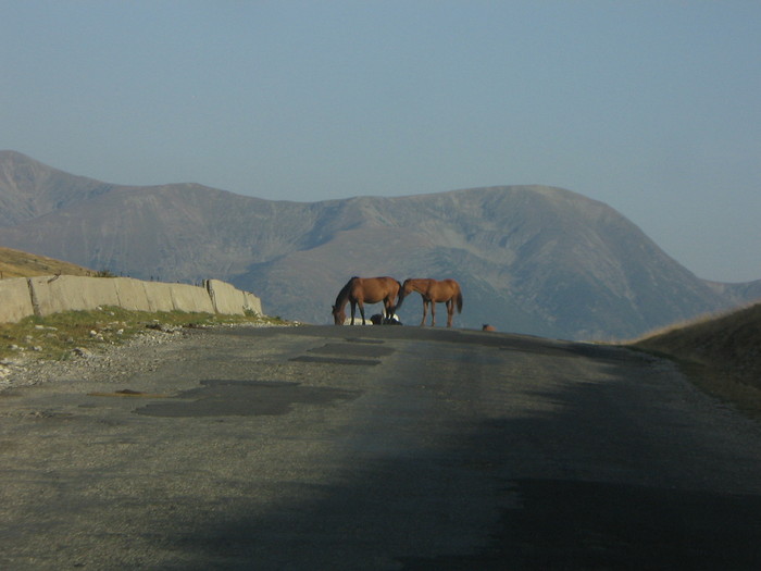 transalpina 07,09,2008 074 - PE TRANSALPINA