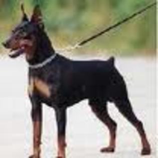 Pinscher Pitic - Pinscher Pitic