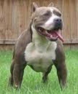 Pit Bull - Pit Bull