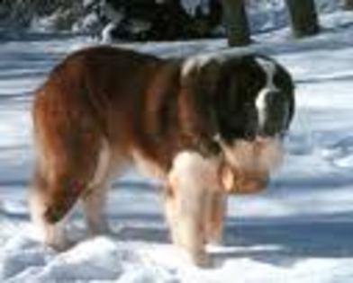 Saint Bernard - Saint Bernard