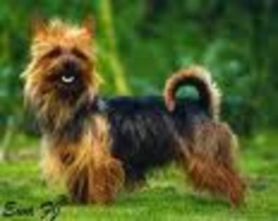 Terrier Australian - Terrier Australian