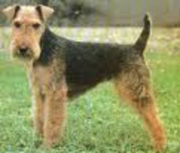 Welsh Terrier