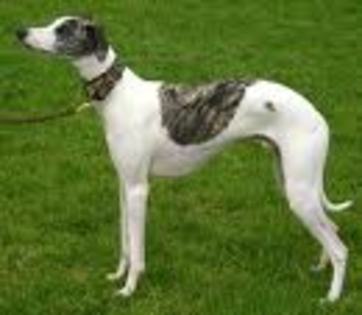 Whippet - Whippet