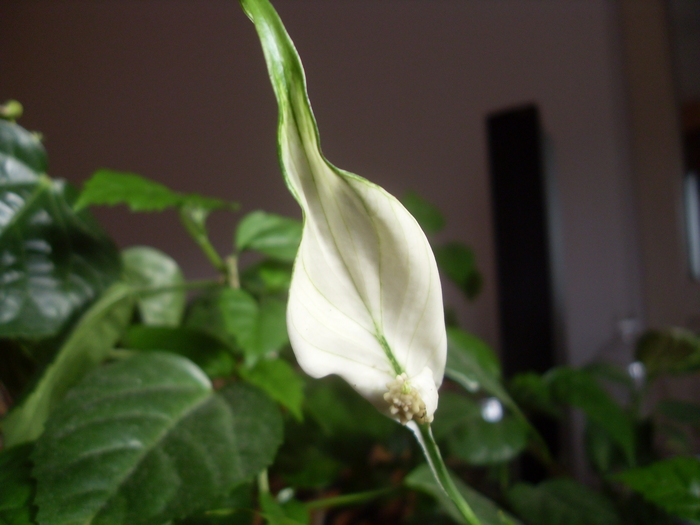 floarea celui mic - SPATHIPHYLLUM