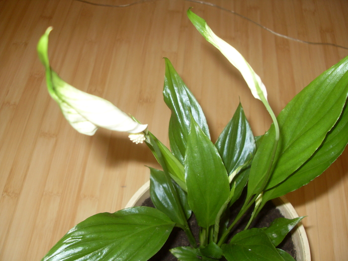 ....si tot infloreste - SPATHIPHYLLUM