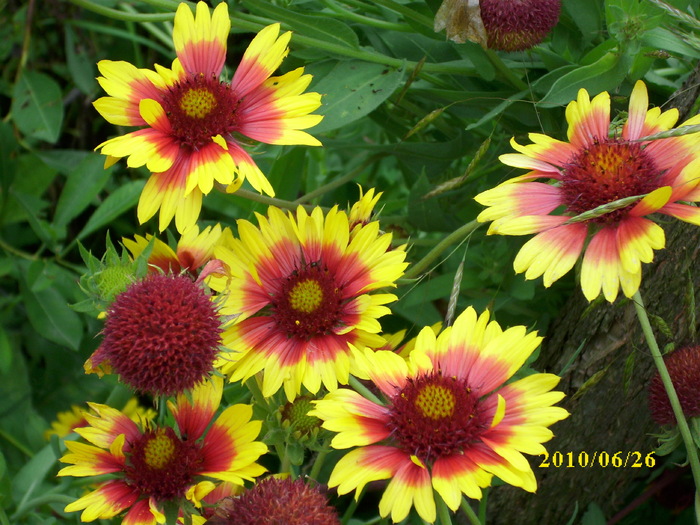 DSCI0105 - gaillardia