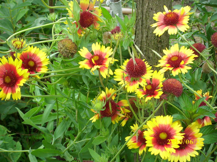 DSCI0103 - gaillardia