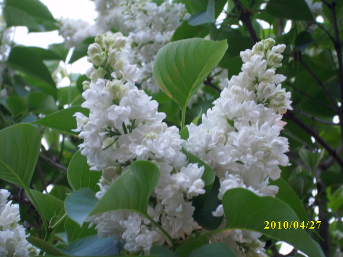 DSCI0472 - flori de liliac