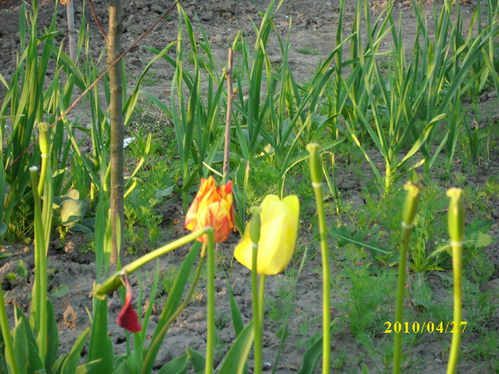 DSCI0427