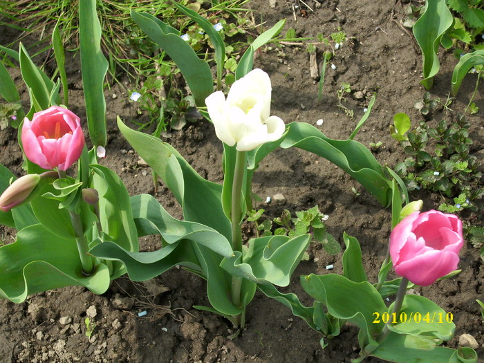 DSCI0284