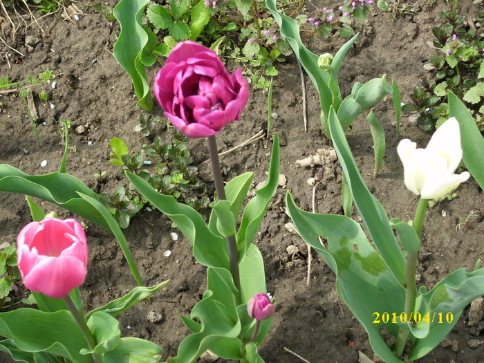 DSCI0285