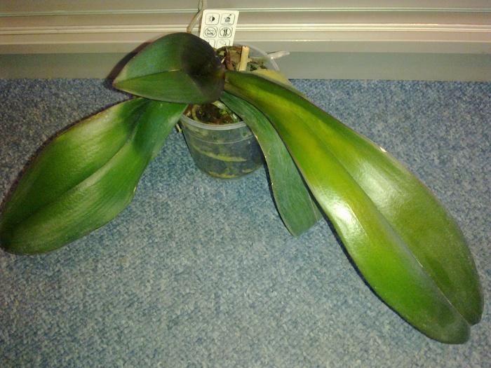Nr. 2 - Phalaenopsis