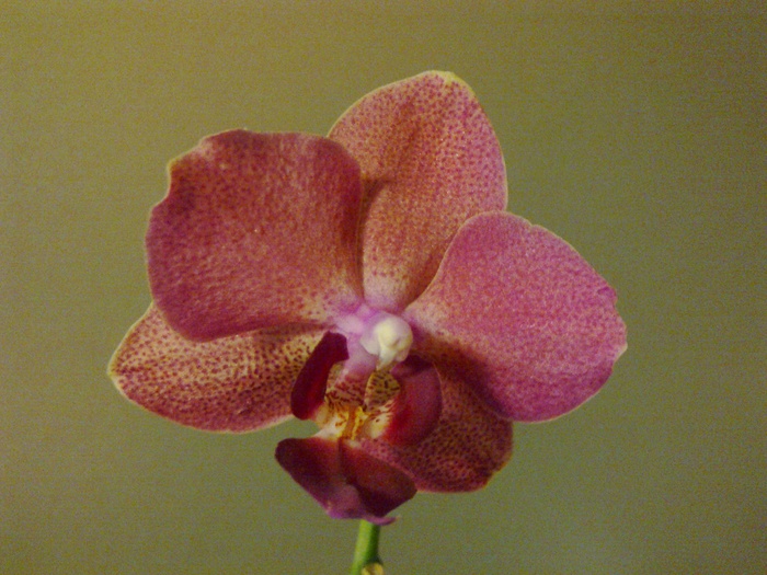Nr. 4 detaliu floare - Phalaenopsis