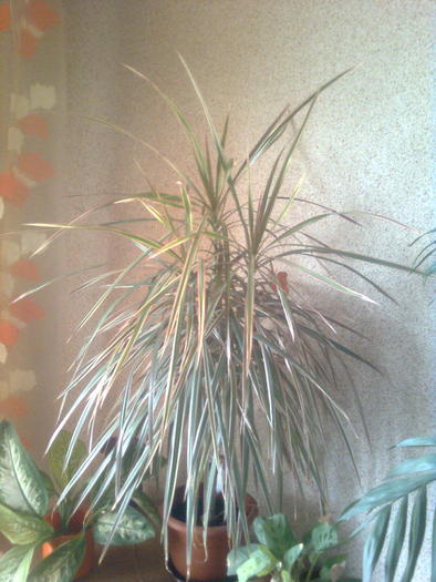 dracena - Balcon 2011-2012