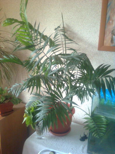 Chamaedorea elegans - Balcon 2011-2012