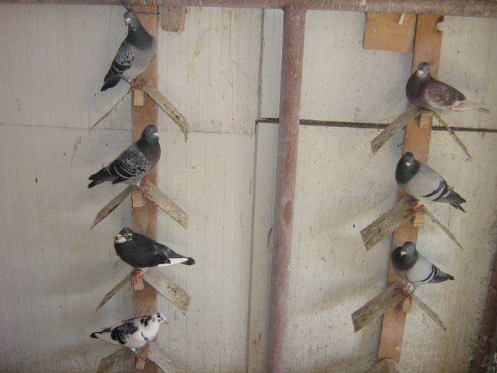 Crescatorie voiajori Florea Bogdan 3; Masculii feroce :))
