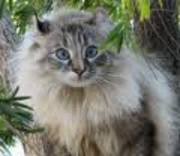 American Curl