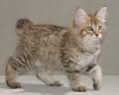 Bobtail American - Bobtail American