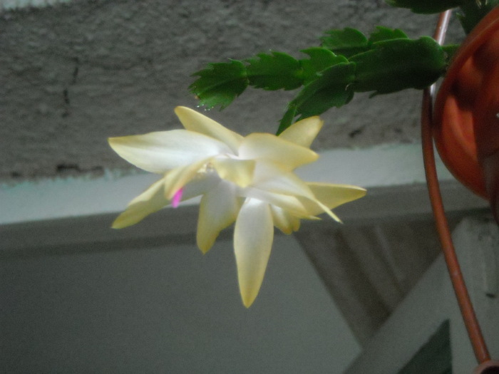 Picture 023 - Schlumbergera si altele