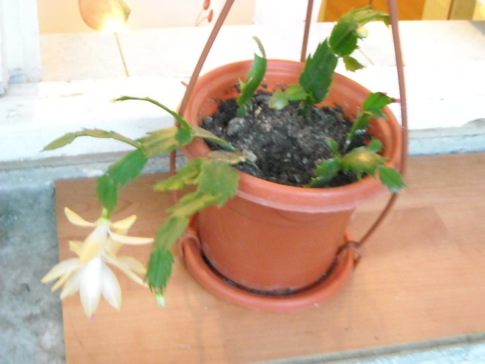 Picture 028 - Schlumbergera si altele