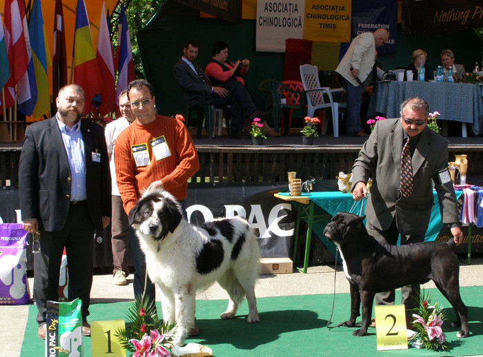 BOG%202 - 4-CACIB TIMISOARA -2-05-2009