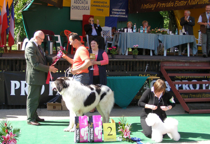 Best%20in%20Show - 4-CACIB TIMISOARA -2-05-2009