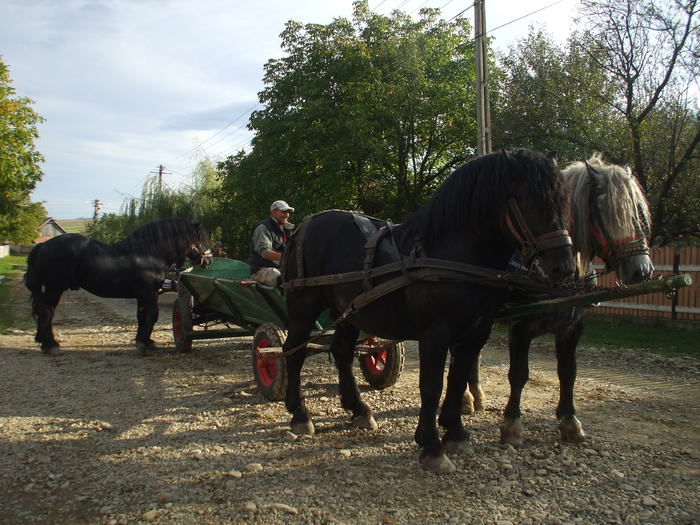 cai negrii+suri-sept.2010 004 - Black and grey horses