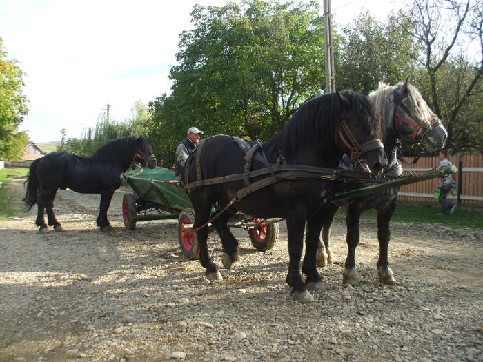 cai negrii+suri-sept.2010 005 - Black and grey horses