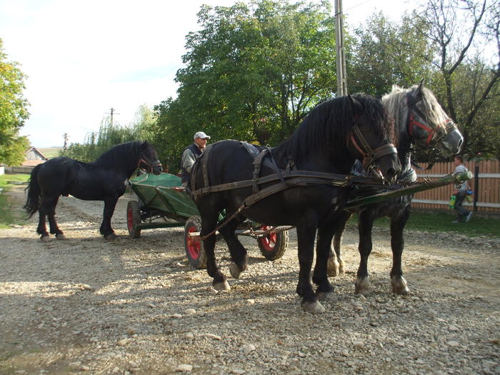 cai negrii+suri-sept.2010 005