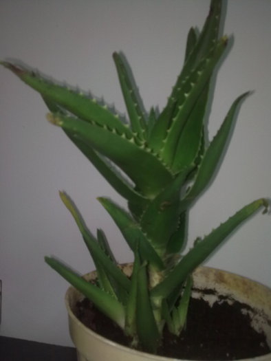 Imagine0679 - aloe arborescens