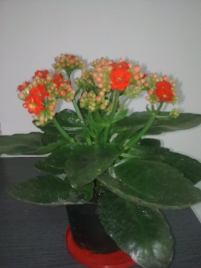 Imagine0688 - kalanchoe