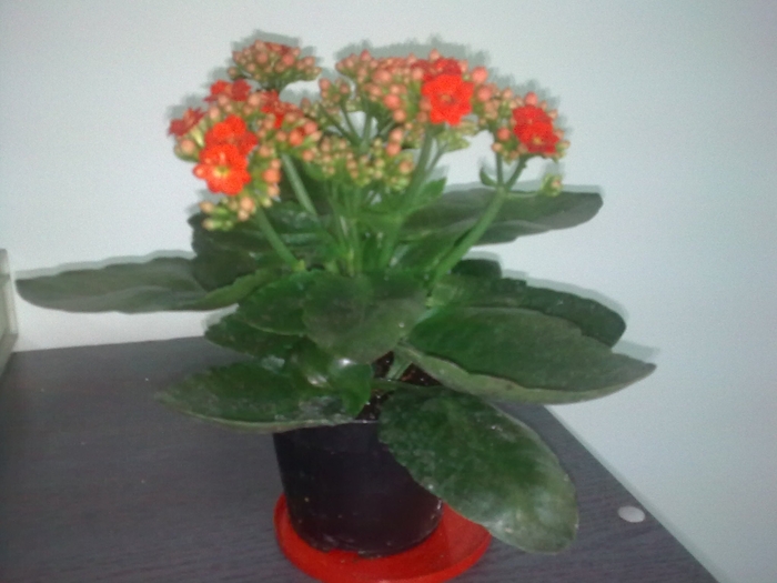 Imagine0689 - kalanchoe