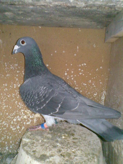 19112010(036) - Masculi