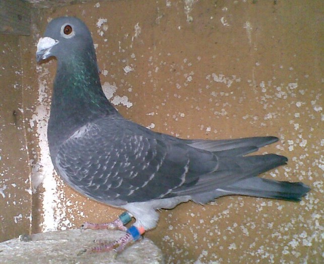 19112010(037) - Masculi