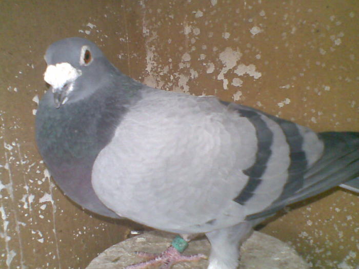 19112010(054) - Masculi