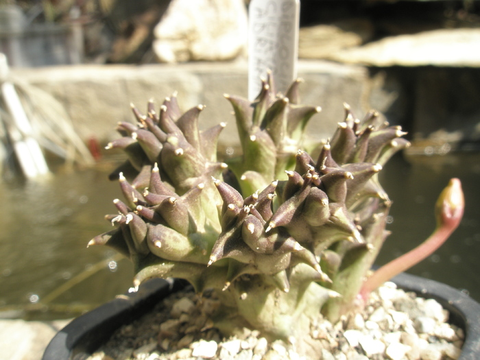 Orbea ciliata - boboc; Colectia Andre
