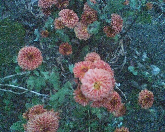 Imag016 - Crizanteme si tufanele