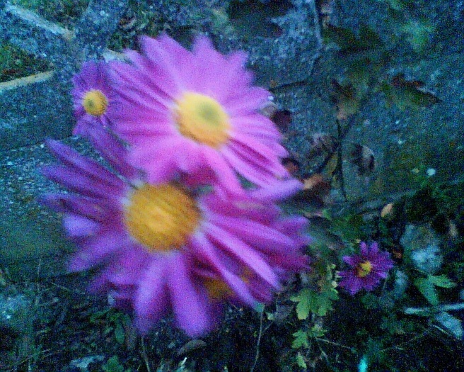 Imag017 - Crizanteme si tufanele