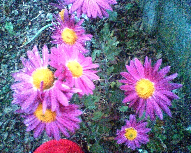 Imag018 - Crizanteme si tufanele
