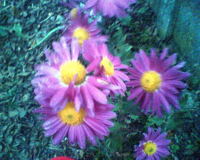 Imag019 - Crizanteme si tufanele