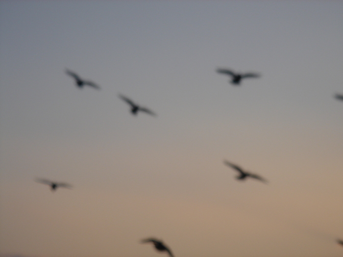 Planare - Voiajori 2003